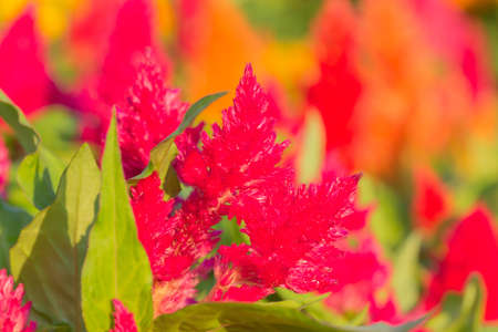 Flower garden in the morning.の写真素材