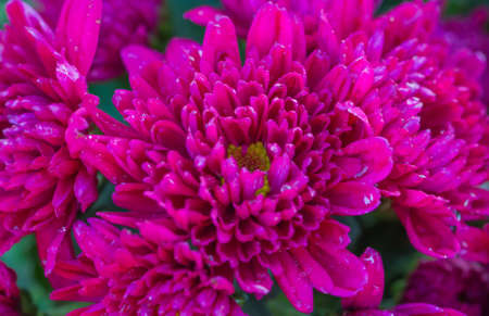 Flower garden in the morning.の写真素材