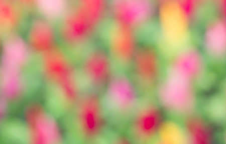 Blurring of flowers in the garden.の写真素材
