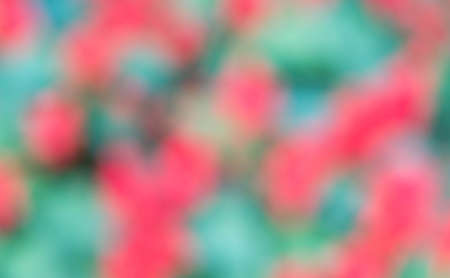 Blurring of flowers in the garden.の写真素材
