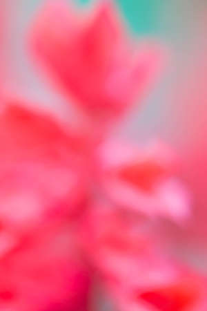 Blurring of flowers in the garden.の写真素材