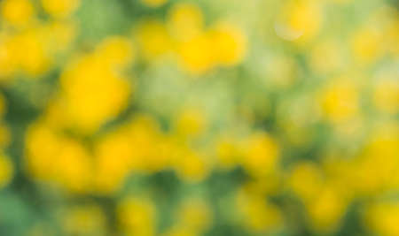 Blurring of flowers in the garden.の写真素材