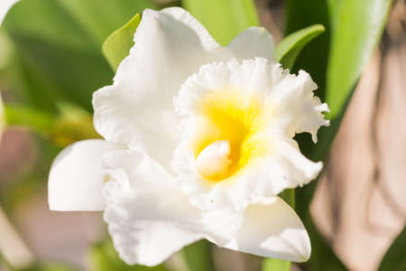 Orchid garden in the morning.の写真素材