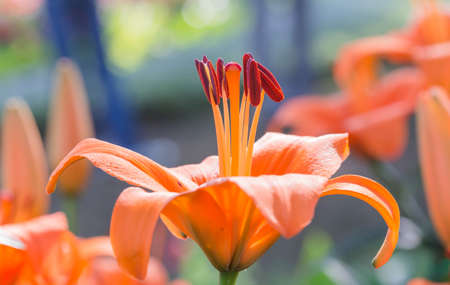 Flower garden in the morning.の写真素材