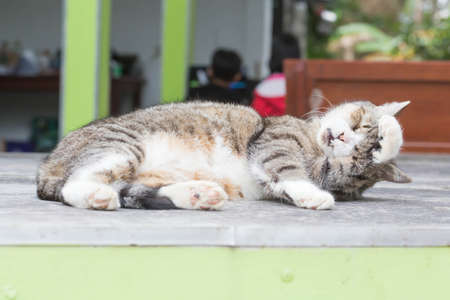 Cat was sleeping on the concrete floor.