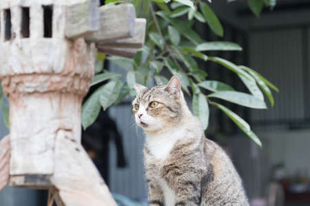 Cat sitting in the garden.の写真素材