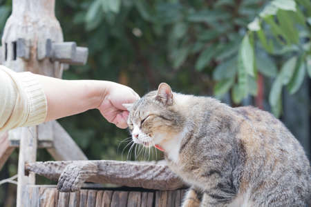 People are using a comb brush the cat is sitting.の写真素材
