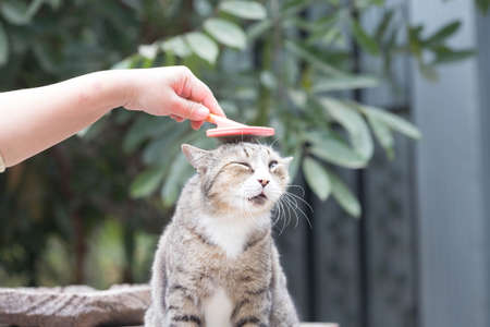 People are using a comb brush the cat is sitting.の写真素材