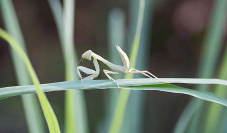 Grasshopper perched on the grass in the park.の写真素材