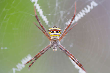 Spider webs on the trees in the garden.の写真素材