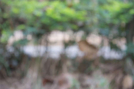 Abstract blur of nature in the garden.の写真素材