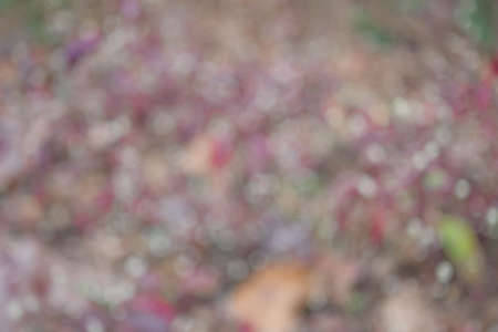 A blur abstract of nature.の写真素材