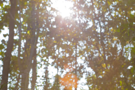 Abstract green nature background with blurry bokeh defocused lights.の写真素材