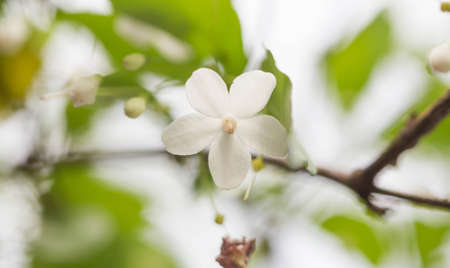 White flowers in the garden.の写真素材