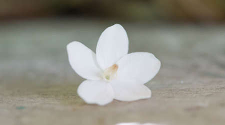 White flowers are placed along the fence in the garden.