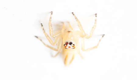 Spider on a white background.