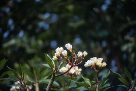 Plumeria in the garden of Thailand.の写真素材