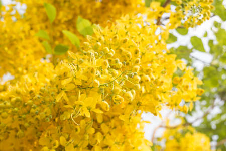 Cassia fistula in the garden.の写真素材