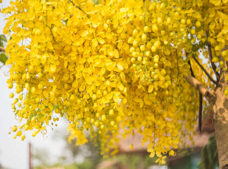 Cassia fistula in the garden.の写真素材