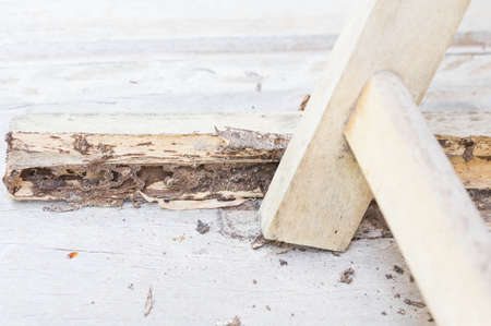 And termites nest in plywood.の写真素材