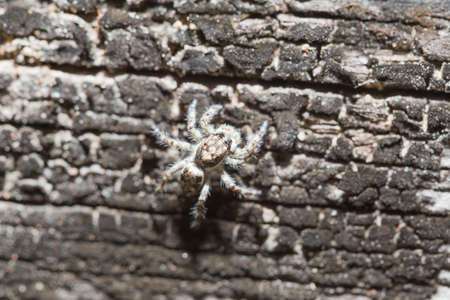 Spider perch on an old wooden house.の写真素材