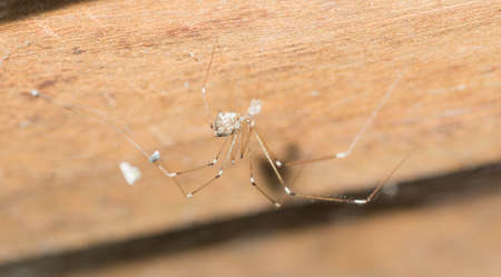 Eating spider on the ceiling.