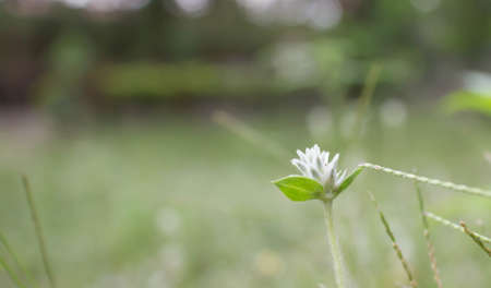 Flowers in the outdoor garden.の写真素材