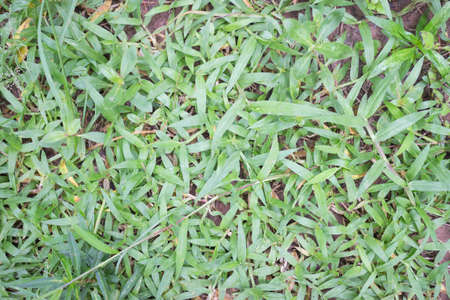 Photos background from grass in an outdoor garden.