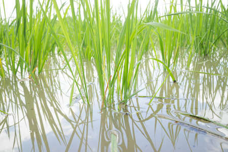 Paddy in the countryside during planting season.の写真素材