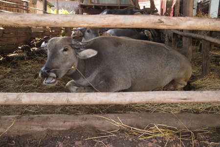 Buffalo lying in the paddock.