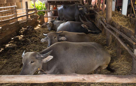 Buffalo lying in the paddock.の写真素材