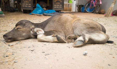 Buffalo baby lying on the ground.の写真素材