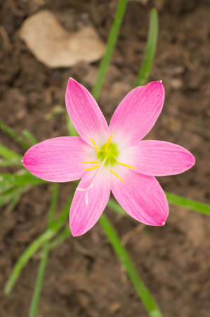 The purple rain lily flower in Thailand.の写真素材