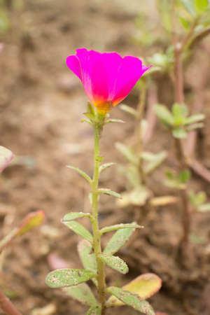 Close up of common purslane flower.の写真素材