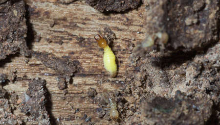 Termites are alarmed because the nest was destroyed.