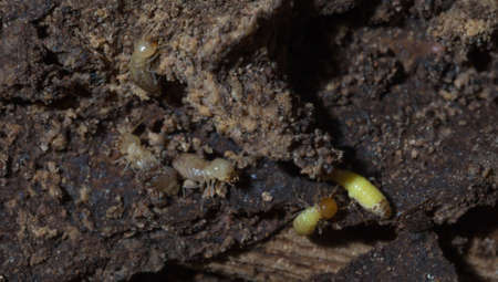 Termites are alarmed because the nest was destroyed.