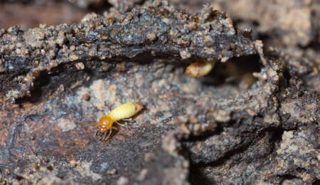Termites are alarmed because the nest was destroyed.
