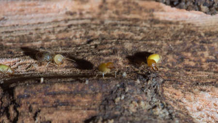 Termites are alarmed because the nest was destroyed.の写真素材