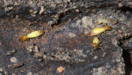 Termites are alarmed because the nest was destroyed.