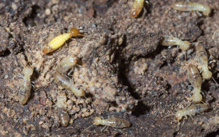 Termites are alarmed because the nest was destroyed.