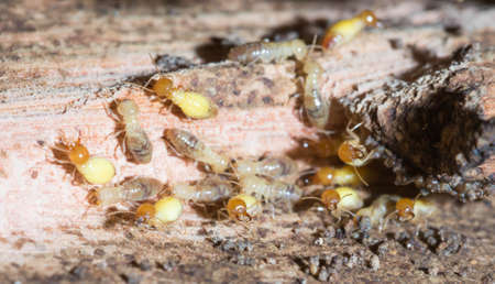 Termites are alarmed because the nest was destroyed.の写真素材