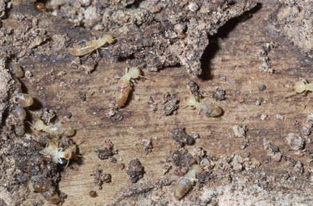 Termites are alarmed because the nest was destroyed.