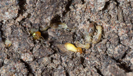 Termites are alarmed because the nest was destroyed.