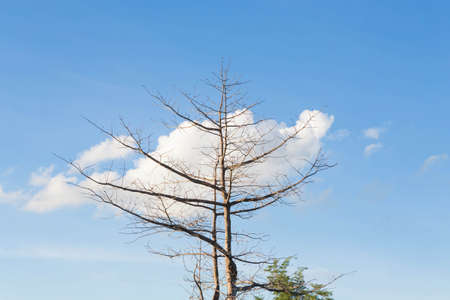 Dry dead trees outdoors in the daytime.の写真素材