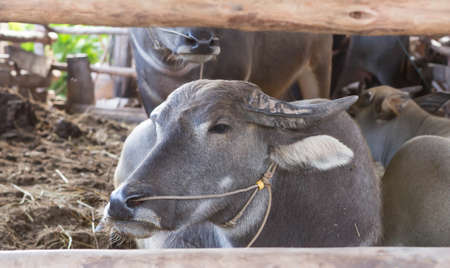 Buffalo Thailand are back in the stables.の写真素材