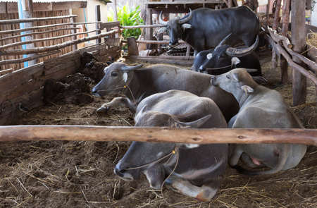 Buffalo Thailand are back in the stables.