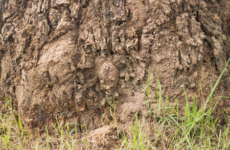 Photos background from a tree trunk.の写真素材