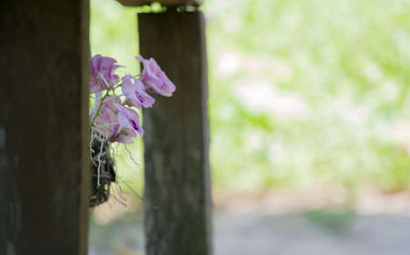 Purple orchid hanging beside an old wooden staircase.の写真素材