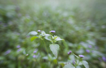 Purple flowers in the middle of the field fallow.