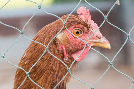 Photo closeup chicken in a chicken farm.の写真素材